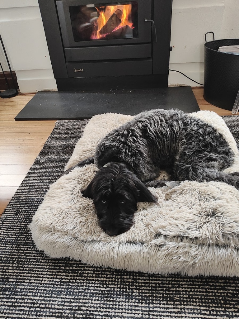 Scout — Evie's German Wirehaired Pointer